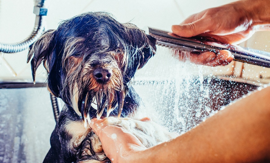 3 Key Steps for Dog Grooming